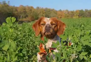 Comment démarrer un jeune chien pour la chasse?