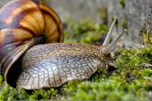 escargot