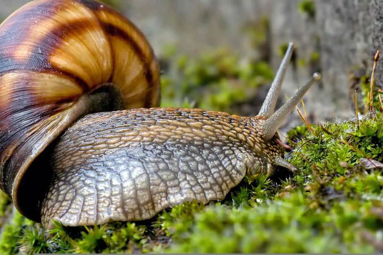 escargot