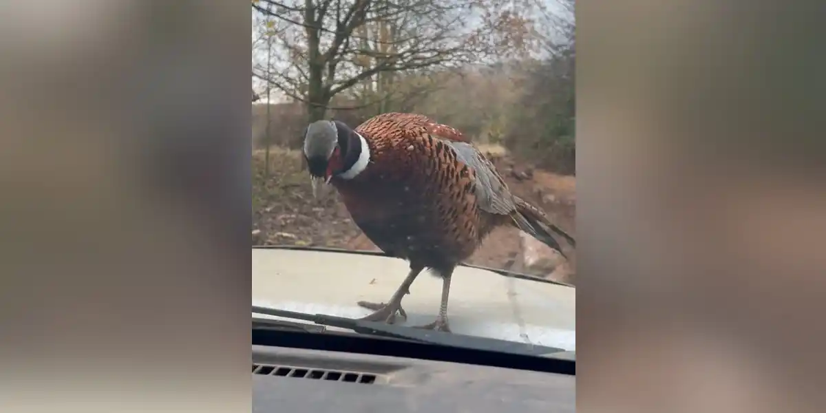 [Vidéo] Un remake du film « Les oiseaux »?