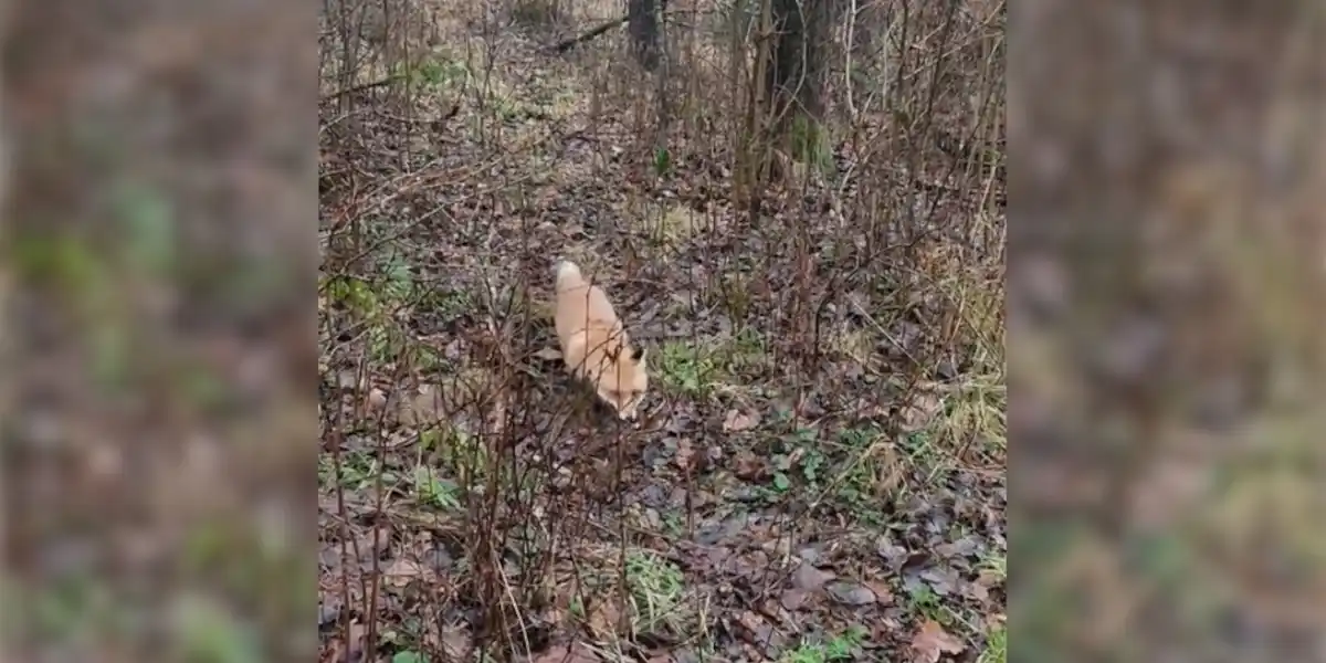 [Vidéo] Un renard tellement concentré qu&rsquo;il fonce droit sur l&rsquo;homme qui filme en forêt