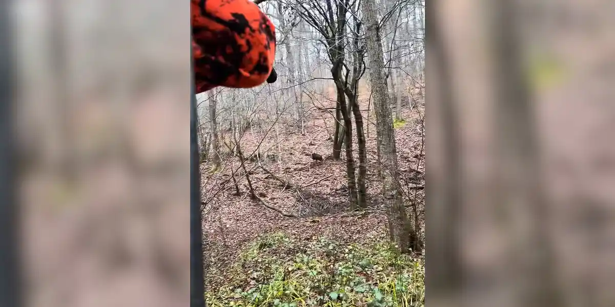 [Vidéo] Une grosse laie passe au poste lors d’une journée de chasse pluvieuse