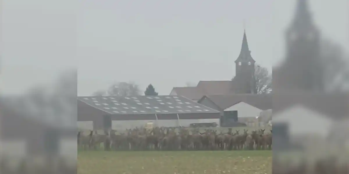 [Vidéo] Une belle harde de cervidés observée près d&rsquo;un village