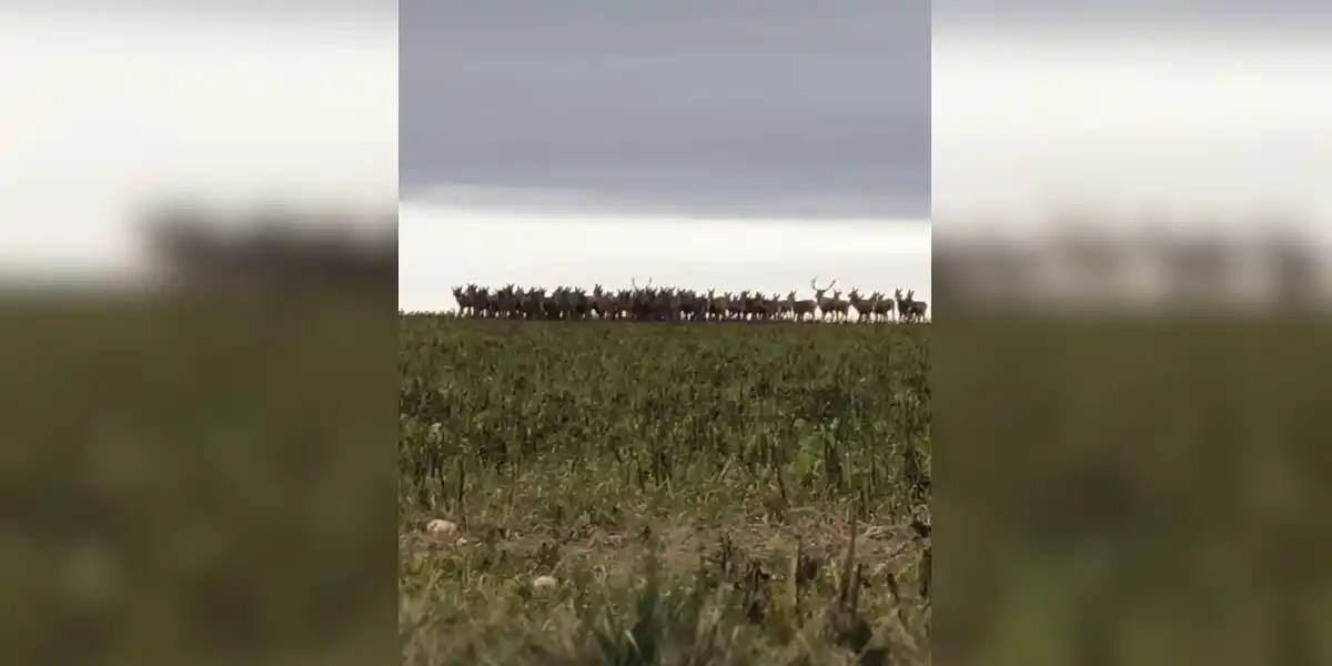 [Vidéo] Saurez-vous compter tous les individus qui composent cette harde?