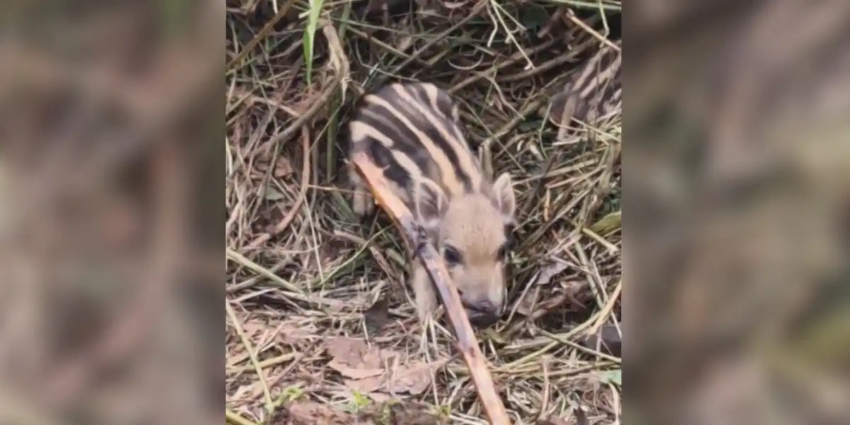 [Vidéo] Un solitaire à la bauge beaucoup plus petit que prévu