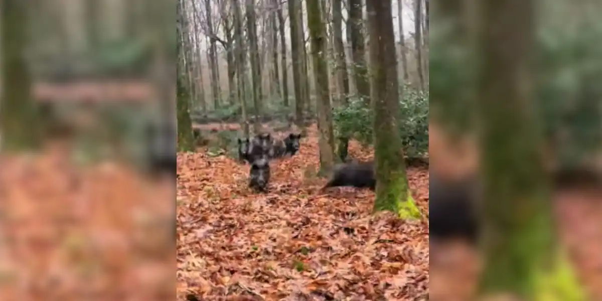 [Vidéo] Quand tu tombes sur la maxi compagnie en pleine traque