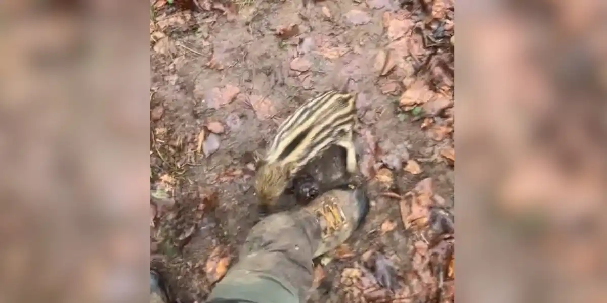 [Vidéo] Un tout petit marcassin rend visite à un posté