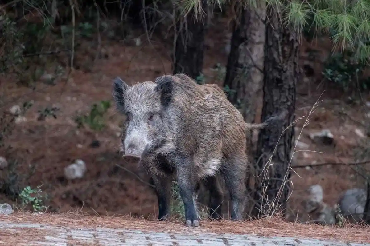 Les chasseurs appelés au secours pour un sanglier coincé dans un jardin de la Loire