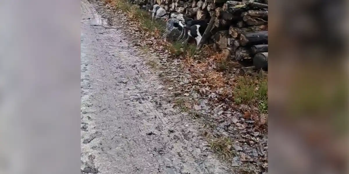 [Vidéo] Un renard a trouvé refuge dans un tas de bois mais les chiens ne lâchent rien