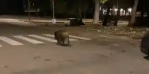 renard et sangliers a marseille