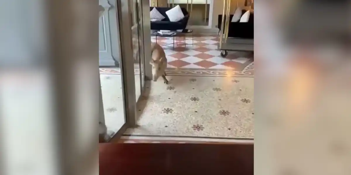 [Vidéo] Deux sangliers sèment la panique dans un grand hôtel en Isère