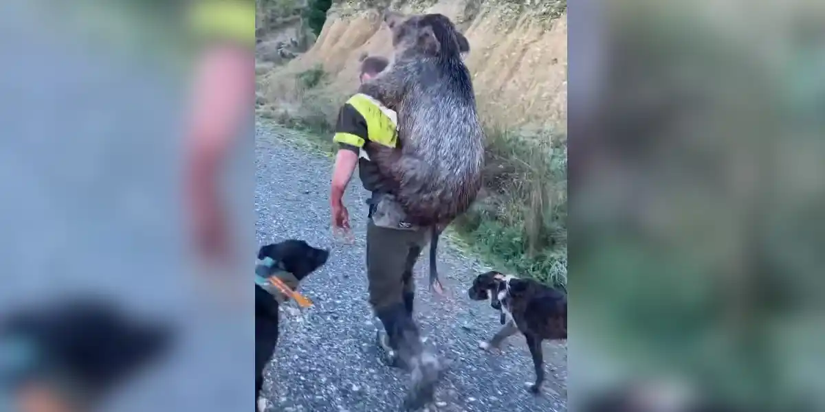 [Vidéo] Ramener le sanglier à la voiture? Pas de problèmes!