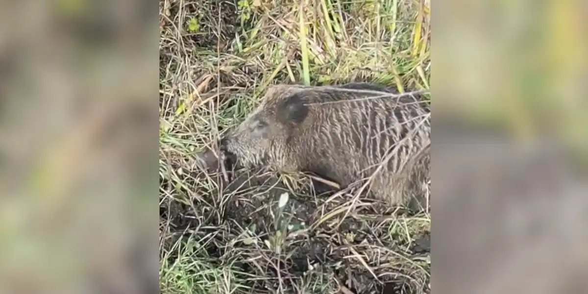 [Vidéo] Un sanglier surpris en pleine sieste par un drone