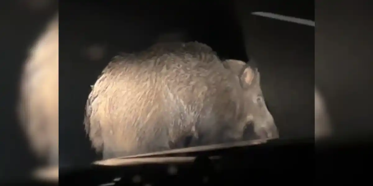 [Vidéo] Un sanglier pas vraiment perturbé par la circulation