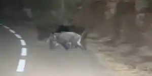 sanglier sur un muret