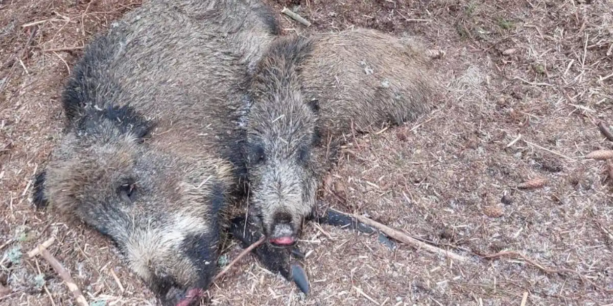 PPA : comment les chasseurs Suédois ont fait plier l’épidémie en quelques mois