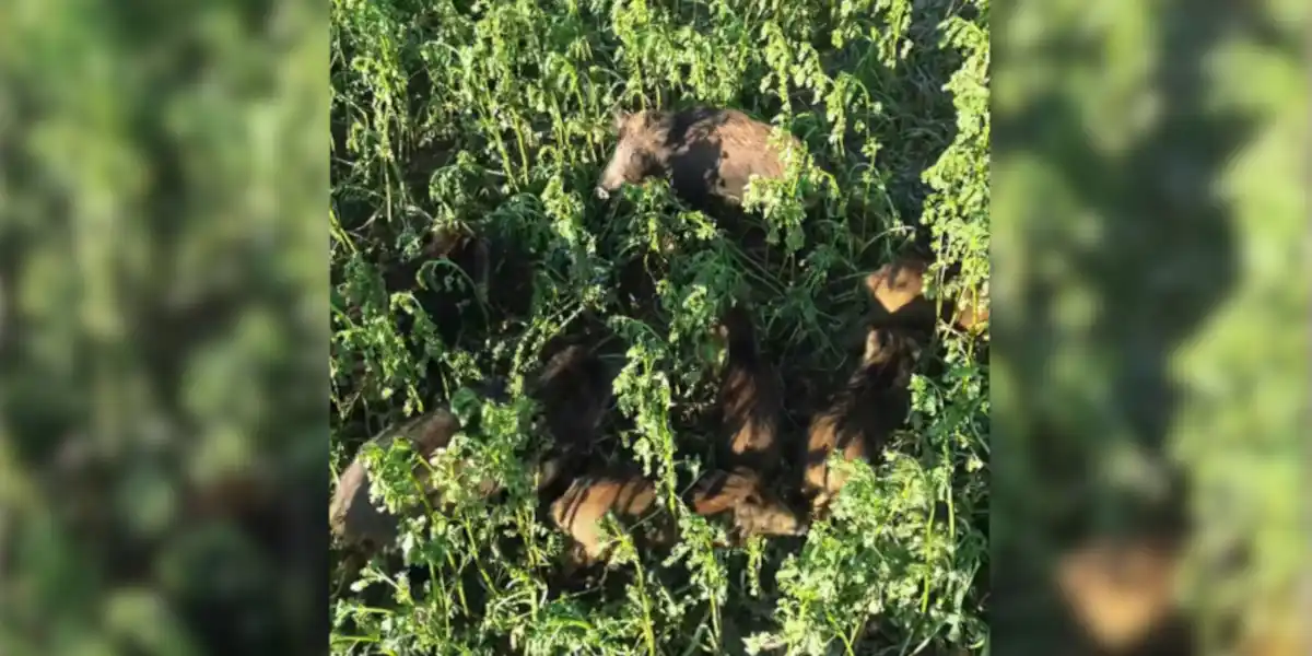 [Vidéo] Un drone révèle la présence d&rsquo;une petite compagnie de sangliers dans la moutarde