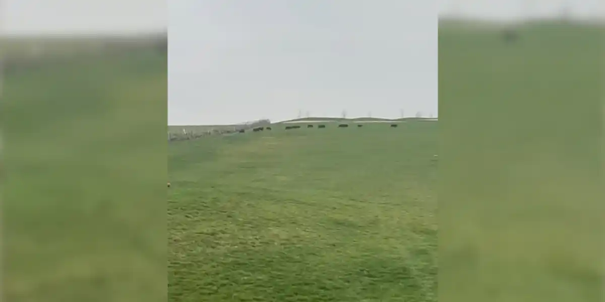 [Vidéo] Une compagnie de sangliers traverse un golf en pleine journée
