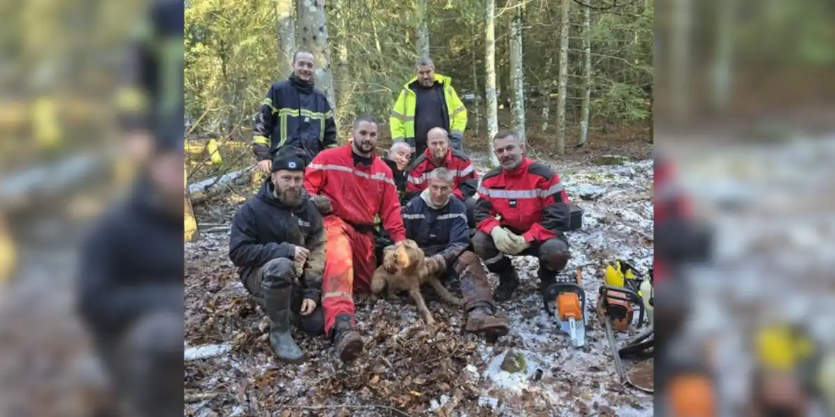 Un chien de chasse enterré vivant secouru après deux heures sous terre en Haute-Loire