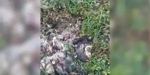 tete-sangliers-seyches