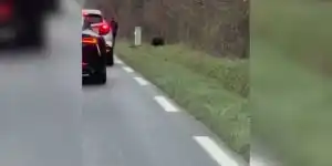 Un chasseur en garde à vue pour avoir tiré un sanglier au milieu des voitures dans l’Indre