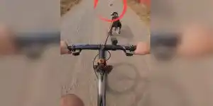 velo-chien-de-chasse