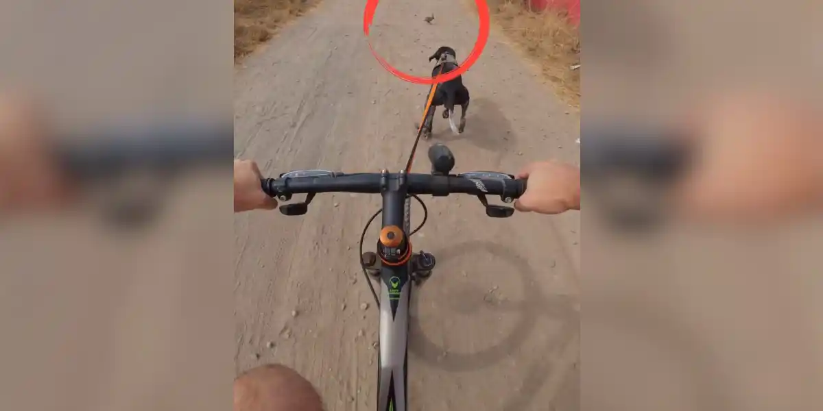 [Vidéo] Faire du vélo avec un chien de chasse comporte des risques…