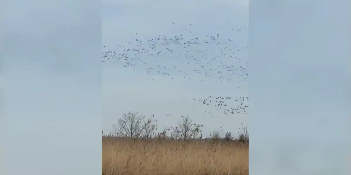 [Vidéo] Une volée de canard comme on en voit pas tous les jours