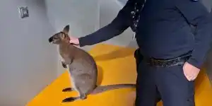 wallaby sant die des vosges