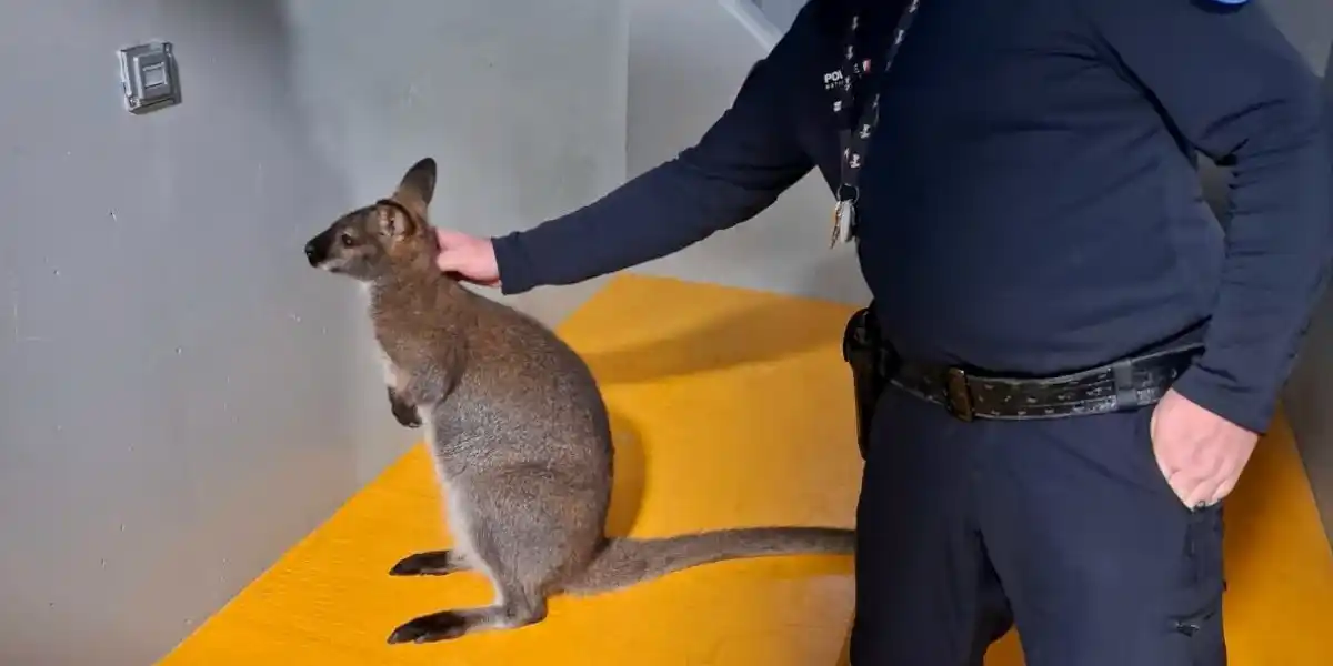 wallaby sant die des vosges