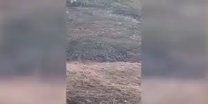 75 balles tirees sur un sanglier