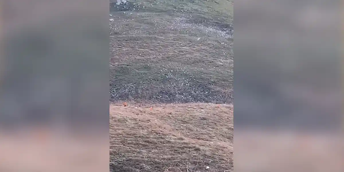 [Vidéo] Plus de 70 balles tirées sur un sanglier… qui court toujours