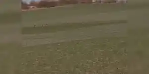 8 loups dans les Vosges