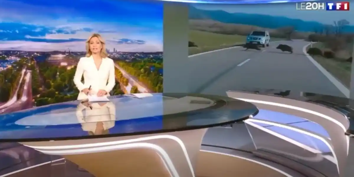 Les accidents de la route liés au grand gibier dans un reportage au JT de TF1