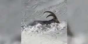 bouquetin dans la neige