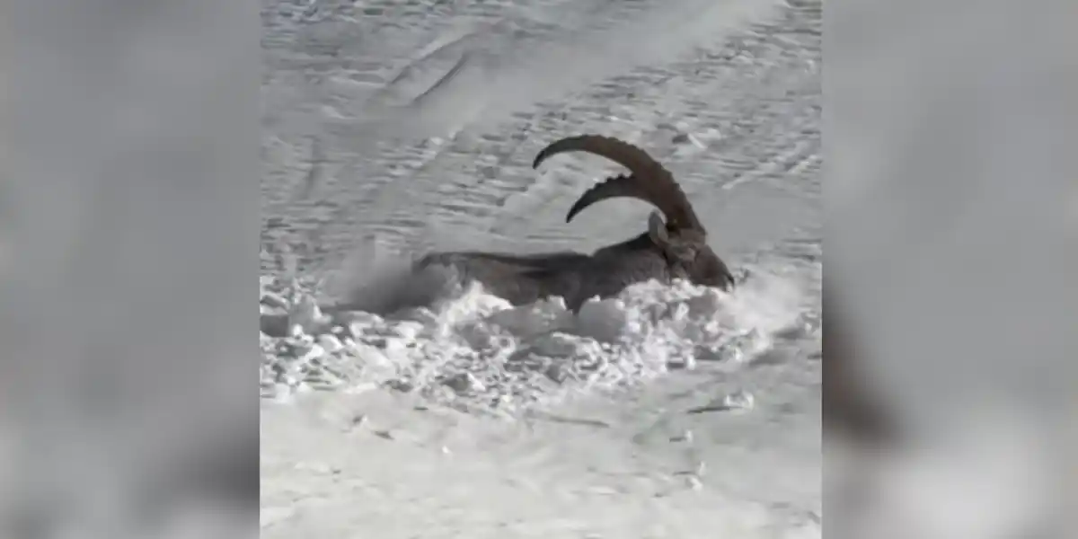 [Vidéo] Un superbe bouquetin évolue dans la neige