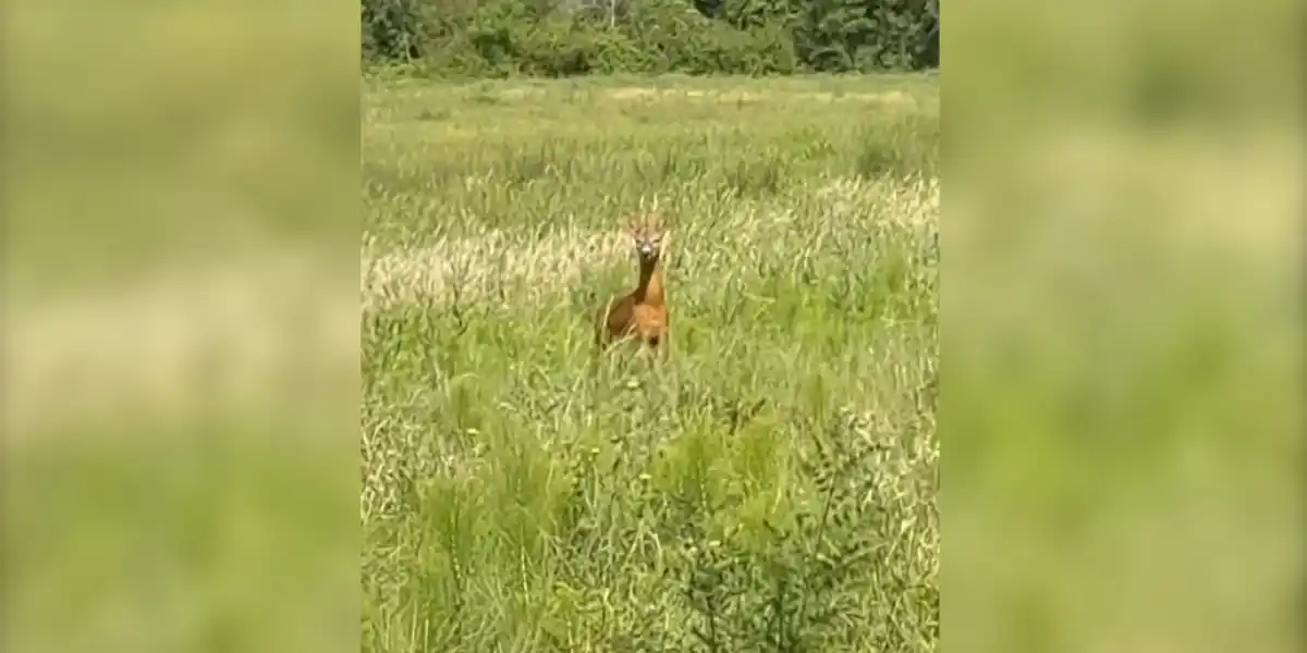 [Vidéo] En plein affût, un brocard vient rendre visite aux chasseurs