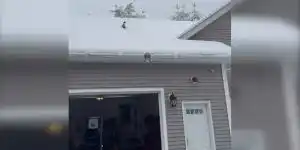 canard glisse sur un toit