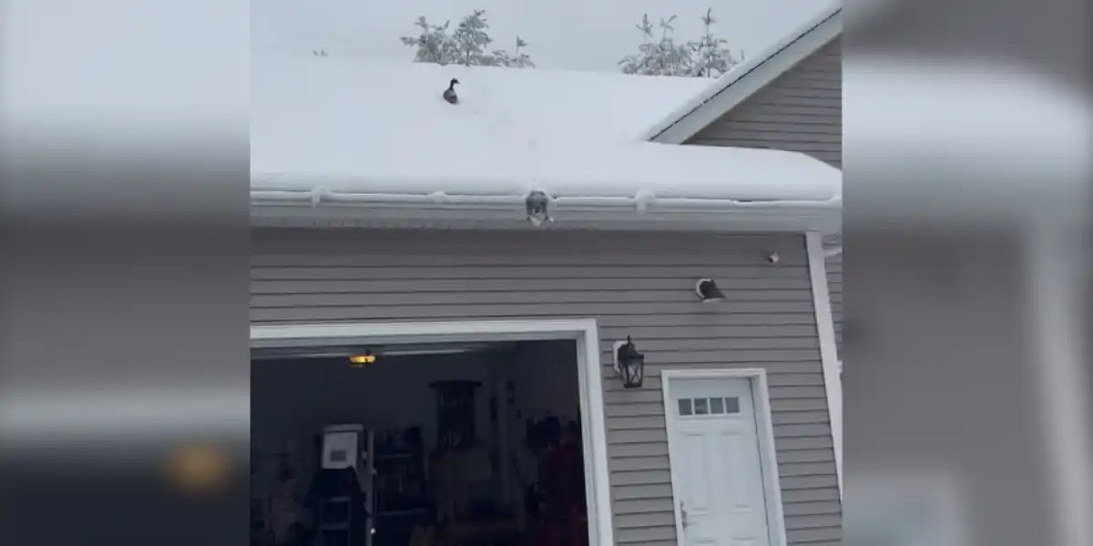 [Vidéo] Un canard fait du toboggan sur un toit enneigé