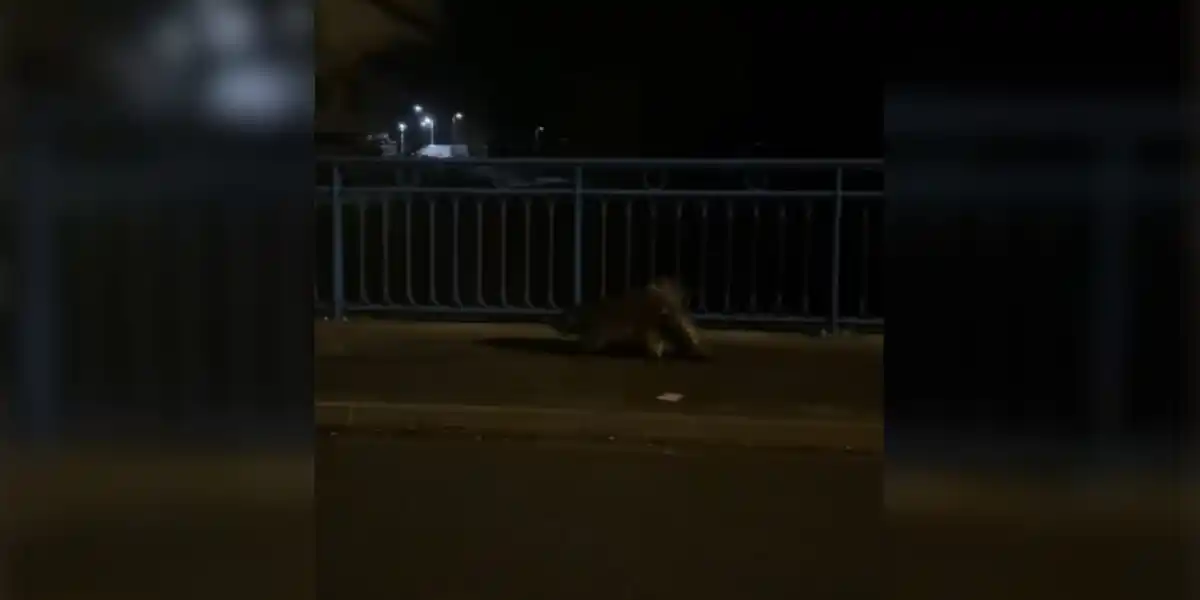 [Vidéo] Un castor observé en pleine rue dans une commune du Nord