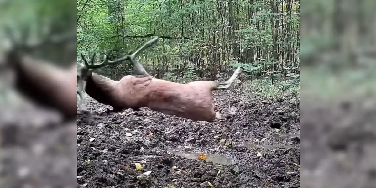 [Vidéo] Un cerf se défoule dans une flaque d&rsquo;eau