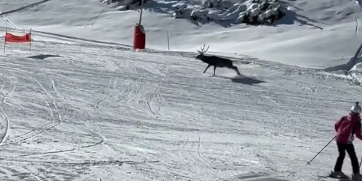 [Vidéo] Un grand cerf traverse les pistes de ski d&rsquo;une station des Pyrénées en pleine journée