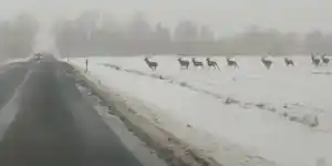 cerfs sur la route enneigee