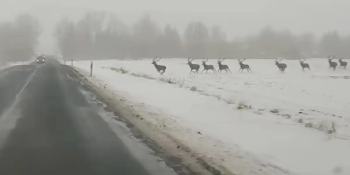 [Vidéo] Une belle bande de cerfs traverse une route dans la plaine enneigée