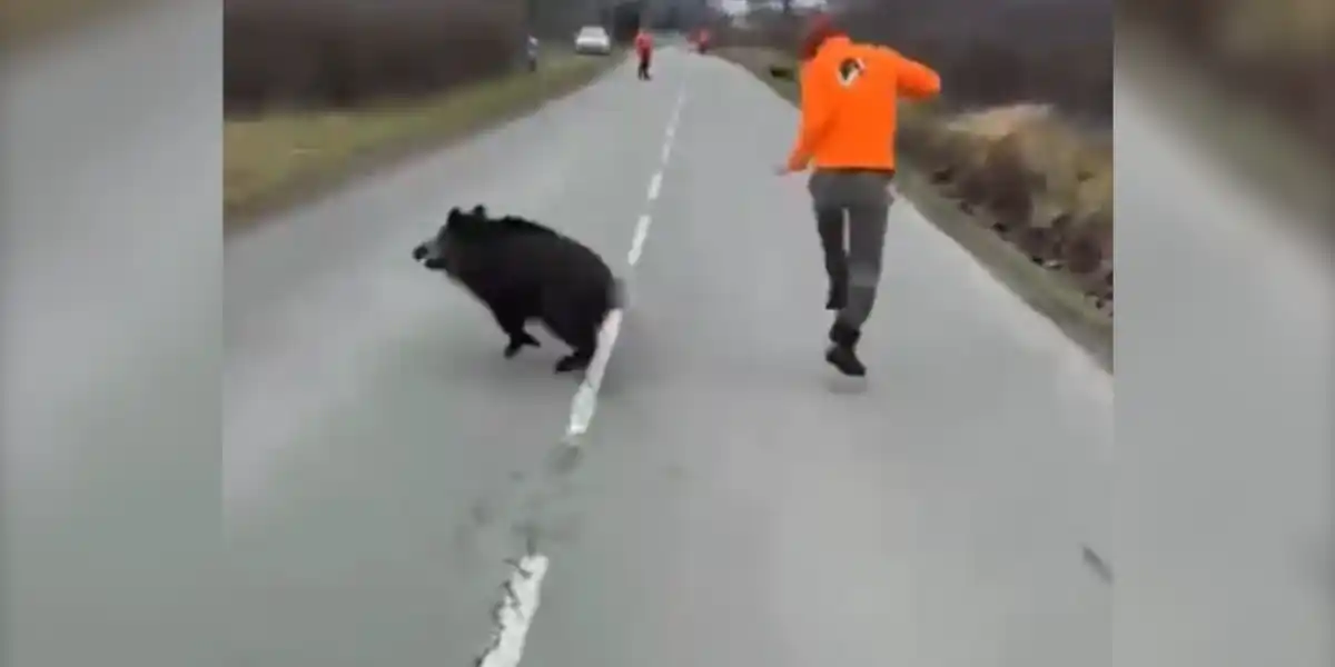 [Vidéo] Un sanglier charge droit sur un traqueur en traversant une route