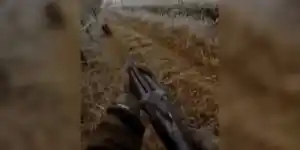 charge-sanglier-sur-la-ligne