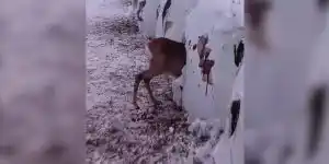 cheveruil dans une boule de foin