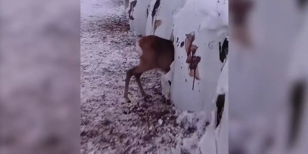 [Vidéo] Un chevreuil pris la tête dans le foin