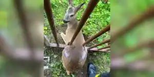 Un chevreuil piégé dans un portail secouru par les pompiers au château de Chinon