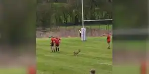 chevreuil terrain de rugby